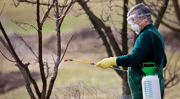 Cu ce stropim pomii fructiferi toamna?