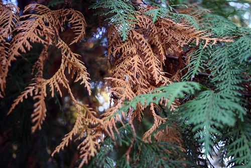 🌲 Stropirile la tuia și leylandii – boli, dăunători și prevenirea atacului de Ovalisia festiva