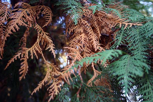 🌲 Stropirile la tuia și leylandii – boli, dăunători și prevenirea atacului de Ovalisia festiva