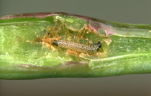 Ghid practic pentru managementul integrat al dăunătorilor (IPM) la culturile de legume