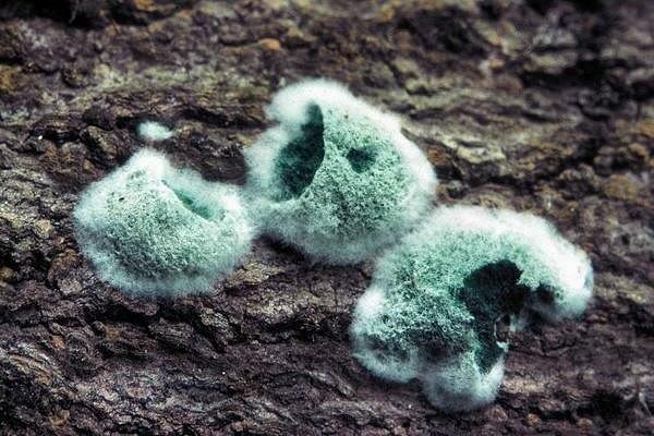 Dezinfectarea solariilor iarna: de ce produsele cu microorganisme nu funcționează