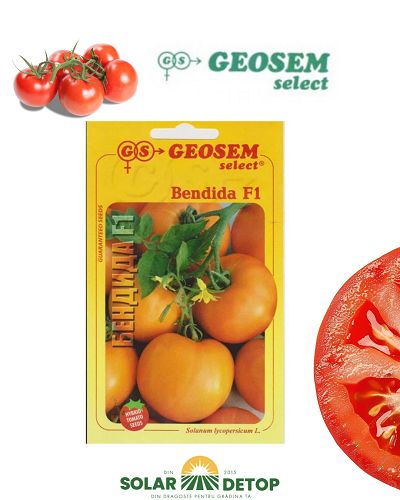 Tomate Bendida F1 1000 sem