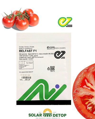Tomate Belfast 500s