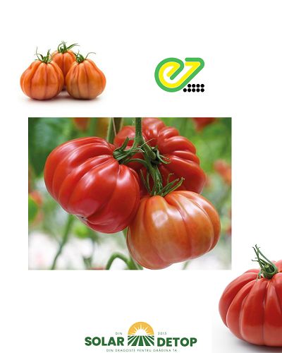 Tomate Grifone F1 10sem
