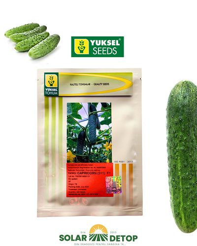 Castraveti Capricorn (311) F1 500s