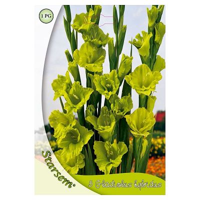 Gladiole verde - 5 bulbi