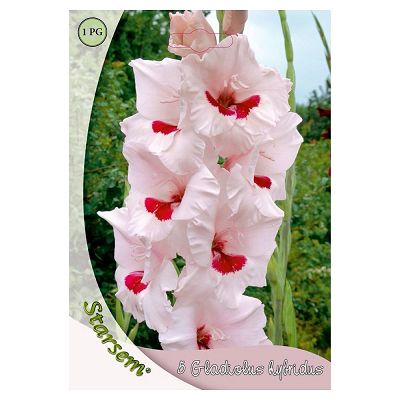 Gladiole Bicolor Wine and Roses - 5 bulbi