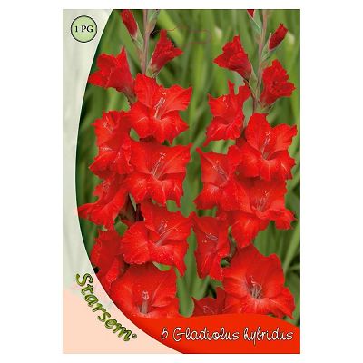 Gladiole Rosu - 5 bulbi