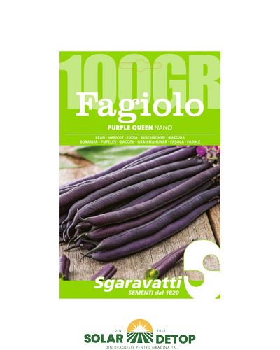 Semințe fasole Purple Queen – 100 g
