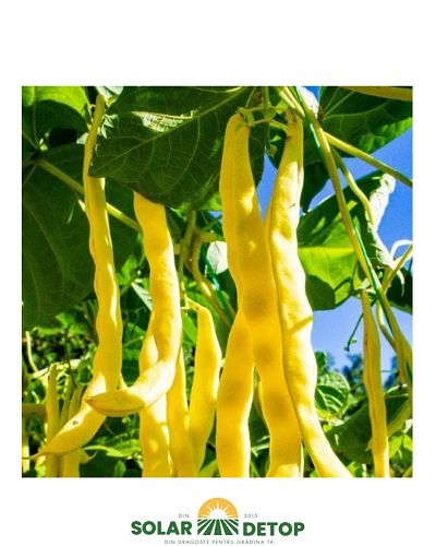 Semințe fasole urcătoare Tuba – 100 g 4 agro
