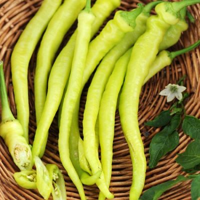 Ardei Dracula 2000sem