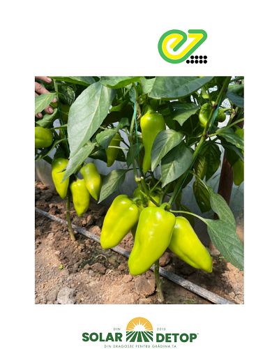 Ardei Kantatta f1 500s