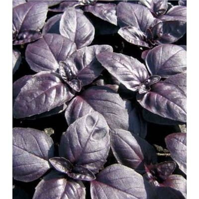 PS Busuioc Rosso 3Gr