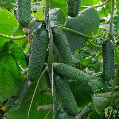 Castraveti Ilonara f1 1000sem