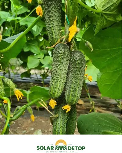 Castraveti Elvinara F1 250 sem