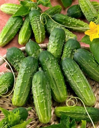 Castravete Tangra F1 20SEM