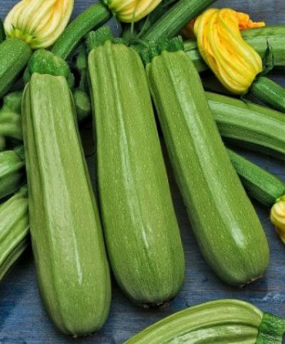 Dovlecel Cordelia F1 500sem