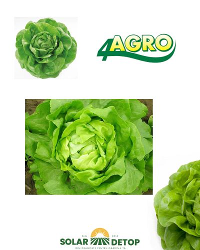 Salata Iulia 1gr 4agro