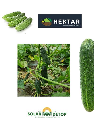 Castraveti Dorna F1 50sem