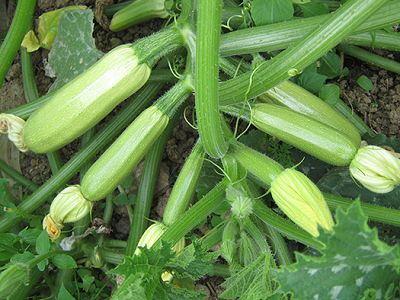 Dovlecel Eskenderani F1 1000sem