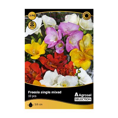 Frezia mix - 10 bulbi