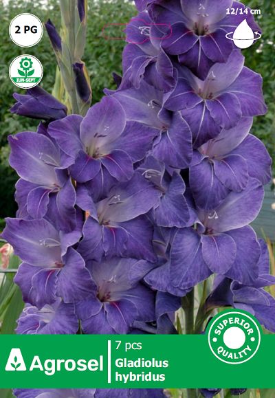 Gladiole albastru - 7 bulbi