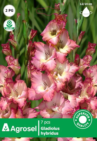 Gladiole bicolor Cheops - 7 bulbi