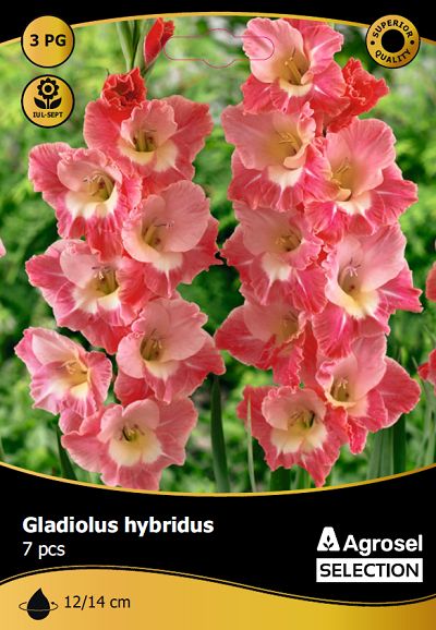 Gladiole Gerona - 7 bulbi