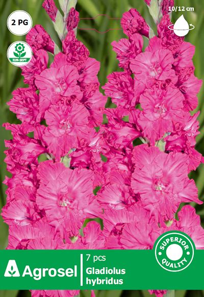 Gladiole Roz - 7 bulbi