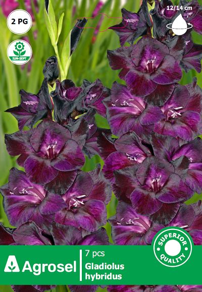 Gladiole mov - 7 bulbi