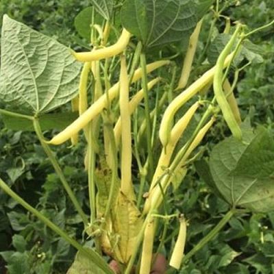 Fasole Goldstrike Solar De Top 1kg