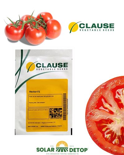 Tomate Hektor F1 1000s