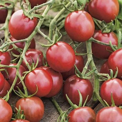 BG Tom Ogneno Cherry 50sem