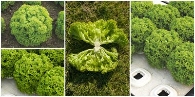 Salata Dabi F1 Enza Zaden