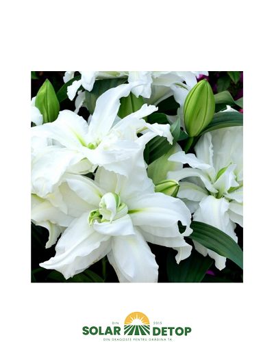 crin aisha roselily