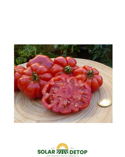 Tom Costoluto Florentino 0,2 gr