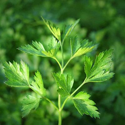 Patrunjel Italian Gigant 5kg