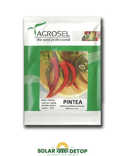 Ardei Pintea 2000sem