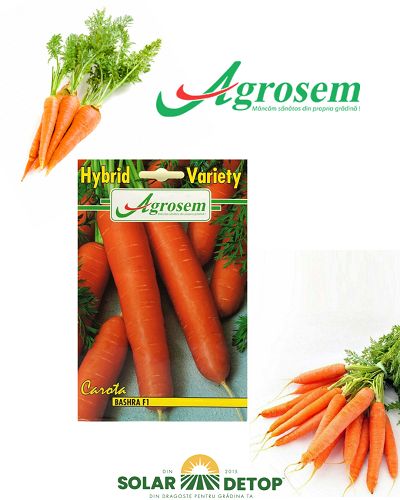 AGR Morcovi Bashra F1 6Gr