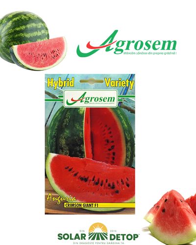 AGR Pepene  Crimson f1 3gr