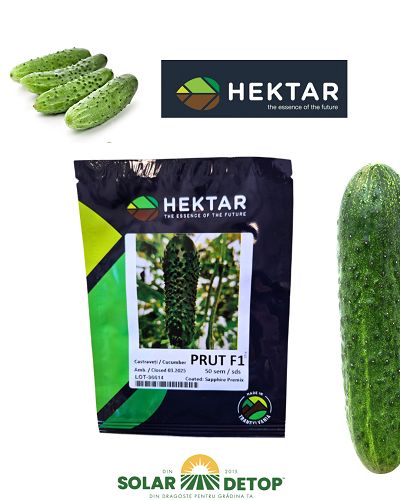 Castraveti Prut F1 50 sem