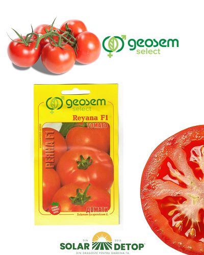 Tomate Reyana F1 1000sem