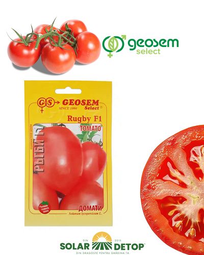 Tomate Rugby F1 50sem