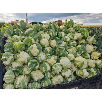 Conopida Santa Maria F1 2500sem