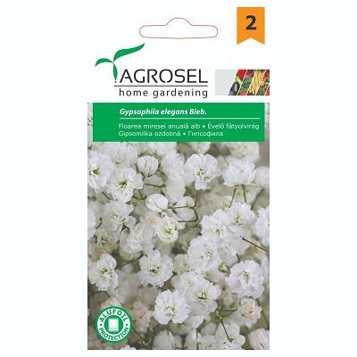 Seminte Floarea miresei anuala alb - 1g