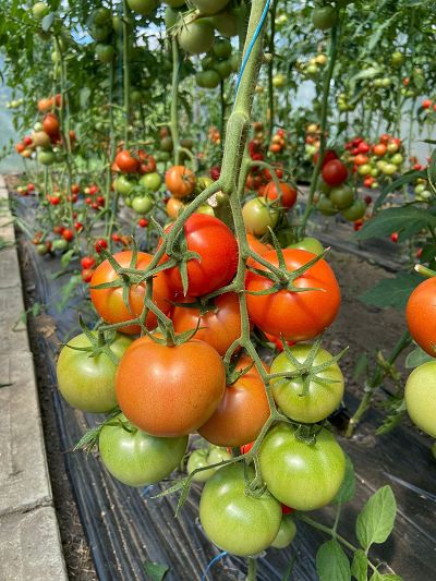 Tomate Moldoveanu F1 100sem