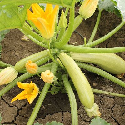 SUMMER ACE F1 500sem