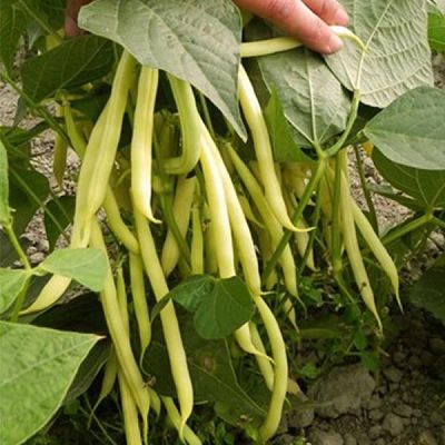 Fasole Tambora Solar De Top 1kg