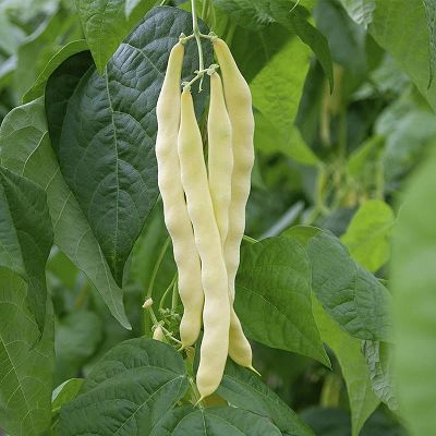 Fasole Urcatoare Tescana 200gr