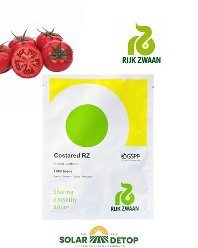 Tomate Costared F1 100s